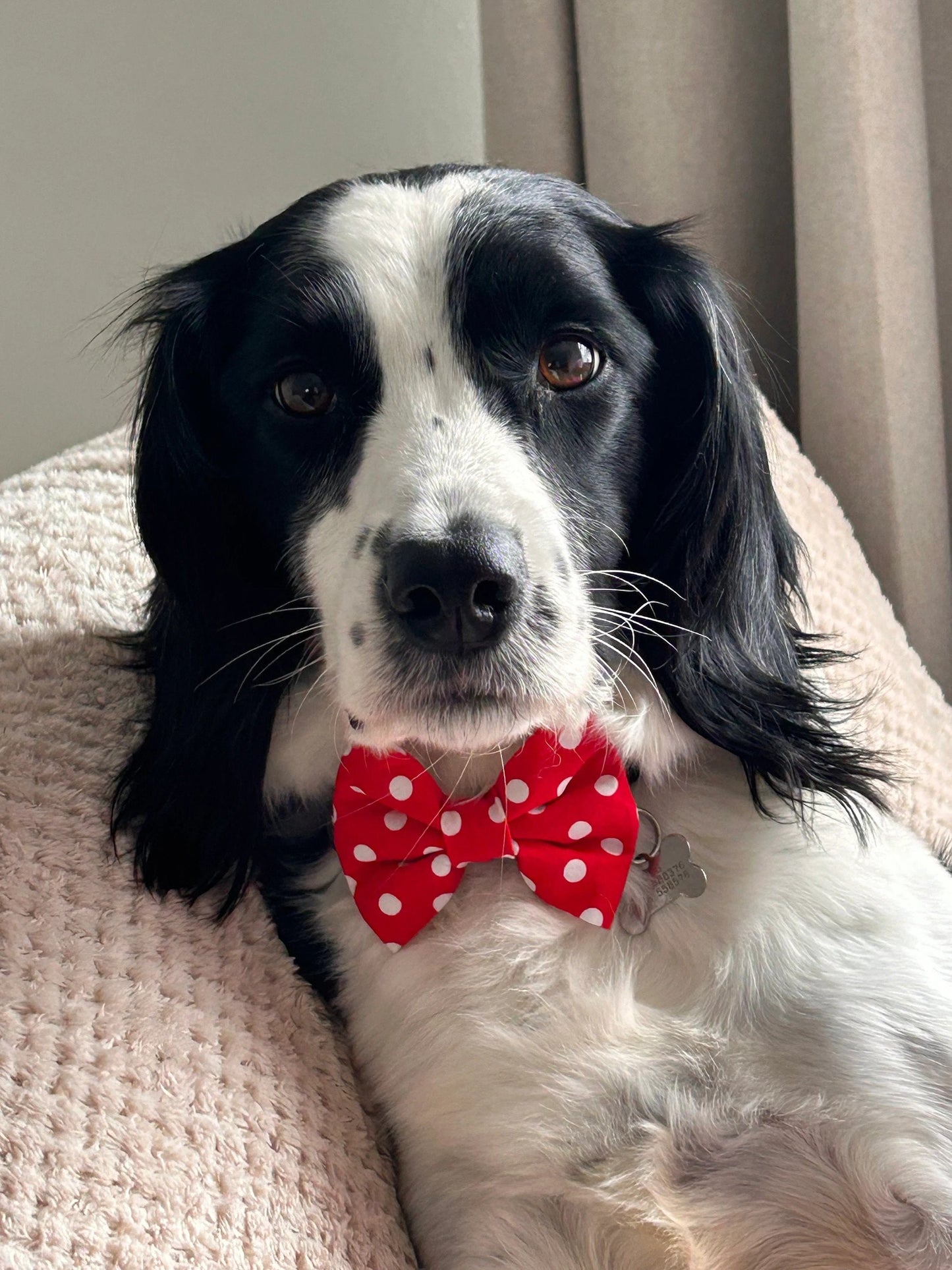 Red Polka Dot Dog Bow Tie